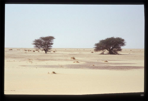 Sahara Pflanzen